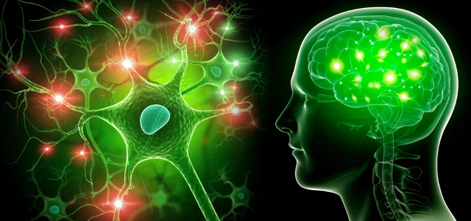 Helps Maintain Nerve & Brain Function