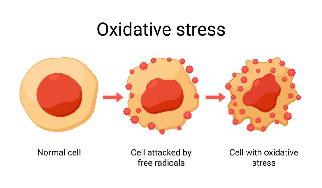 Helps Protect Cells from Oxidative Stress